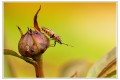 Dom M.....le monde sauvage de ...mon jardin